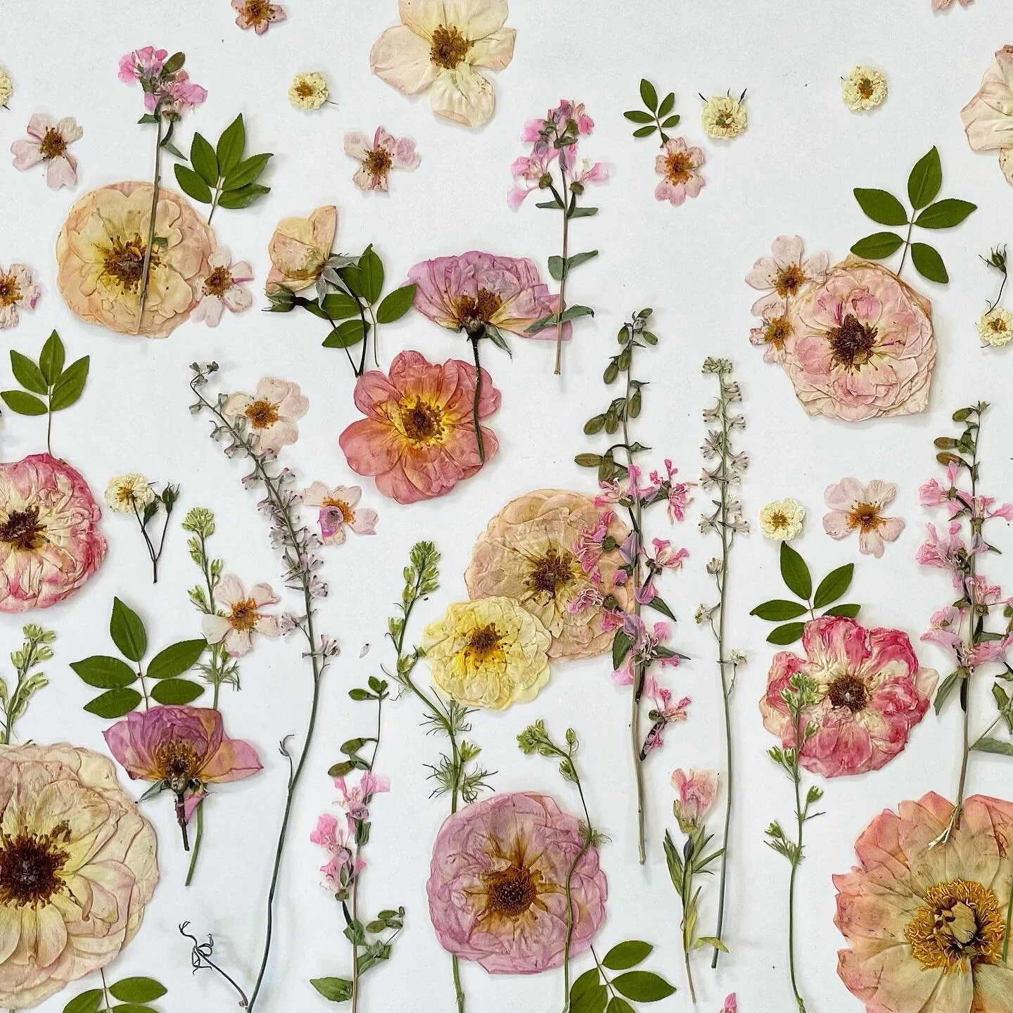 Rosie roses roseala ro....
&bull;
&bull;
&bull;
&bull;
#pressedflowers #pressedroses #roses #rose #roselover #howtopressflowers