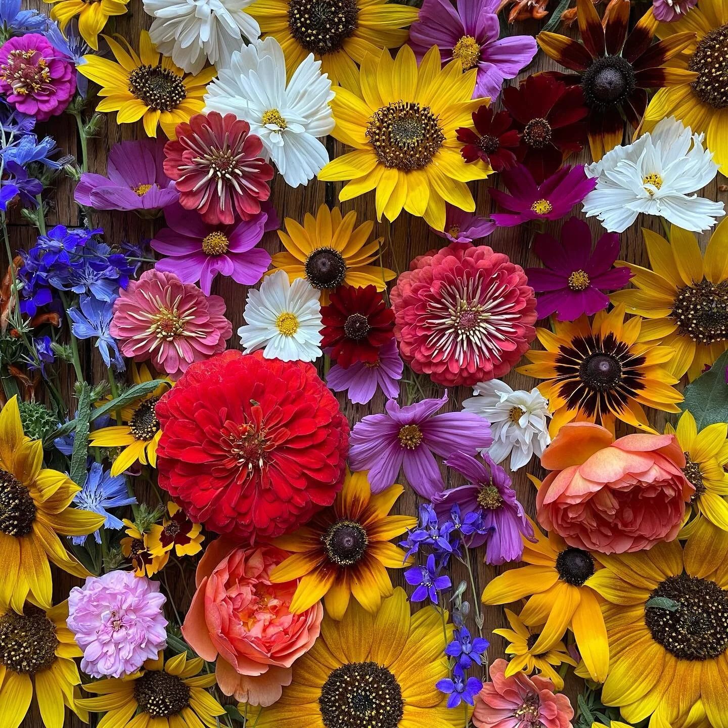 My next zoom class is up on the website - June 26th, 10am - 12 noon PST. This class is all about pressing the special summer flowers that I find in California. Pictured here are the flowers I picked today from the farm, which im pressing now to show 