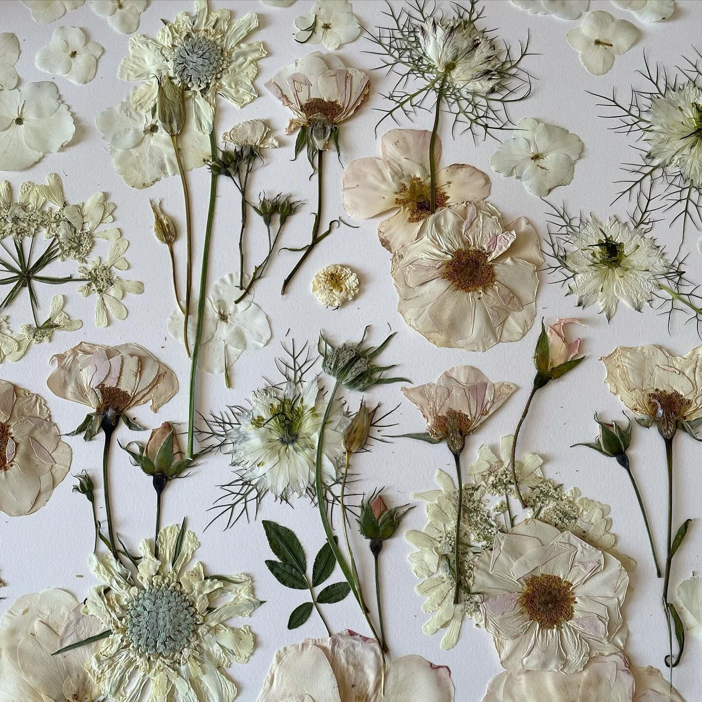 Detail of another white(ish) on white collage....
&bull;
&bull;
&bull;
#pressedflowers #pressedwhiteflowers #whiteflowers #pressingflowers #flowerlover