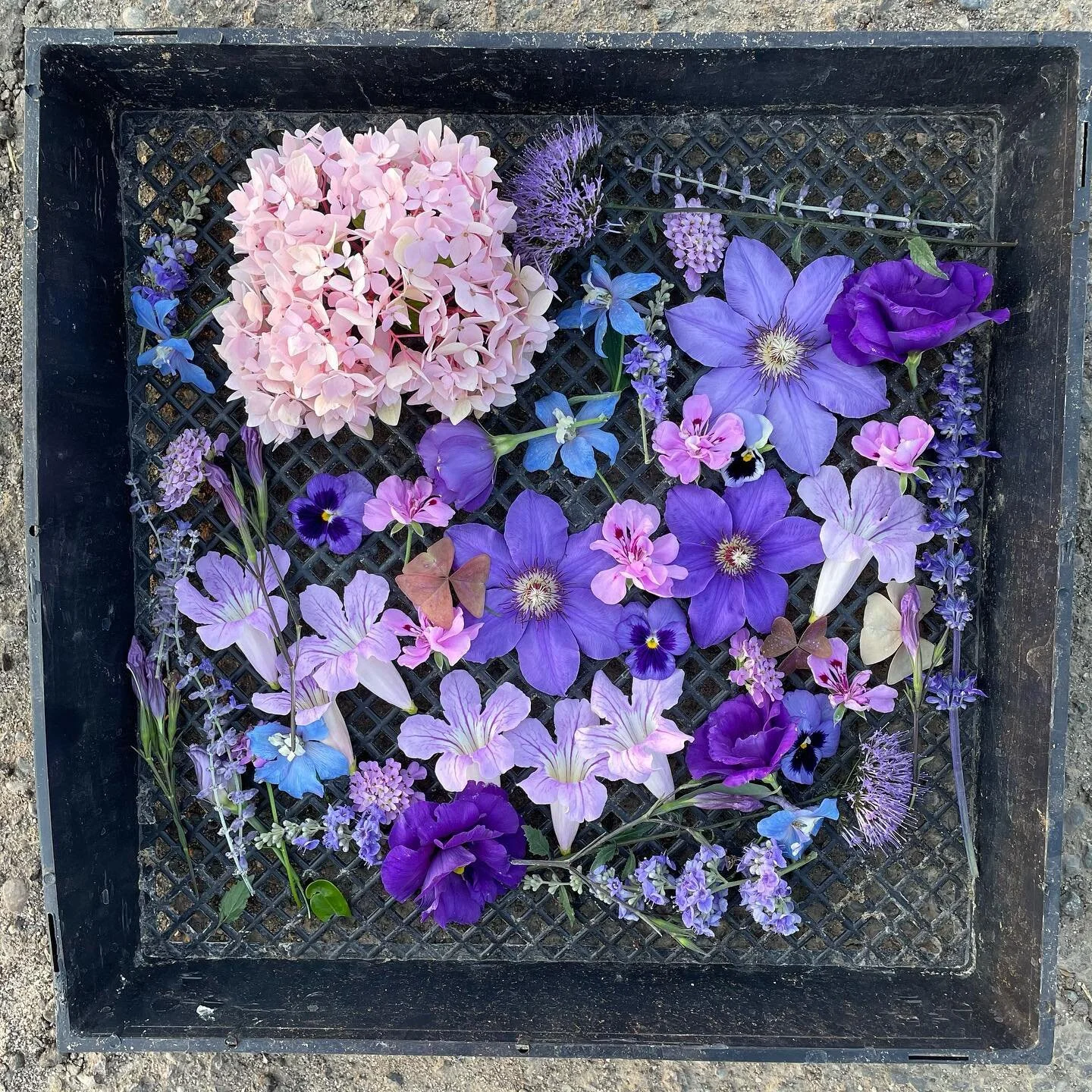 From my neighbor&rsquo;s garden tonight ...💜💜💜💜
&bull;
&bull;
&bull;
&bull; 
#pressingflowers #purpleflowers #californiaflowers #gardenflowers  #howtopressflowers