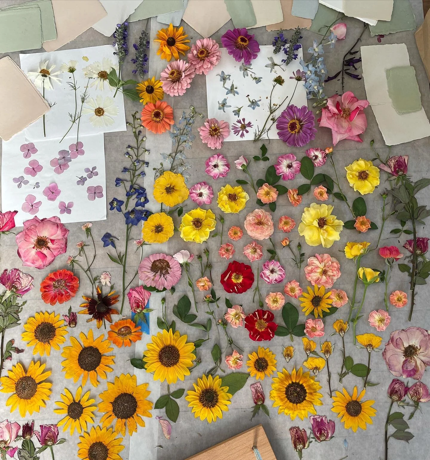 I can&rsquo;t tell you how many people email me to tell me they are now addicted to flower pressing. Been thinking about why that is...this is a craft that takes patience, and you are needed in the process...like taking care of a little pet..the time