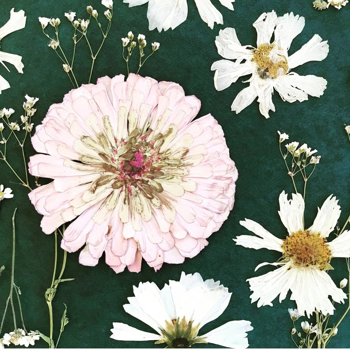 Este 10 de Julio, yo estare ense&ntilde;ando un curso de dos horas via zoom sobre como prensar flores y obtener el color y vibrancia fresca de una flor reciente cosechada.&nbsp; Junto con mi cunada Evangelina ella interpretara la clase en espa&ntilde