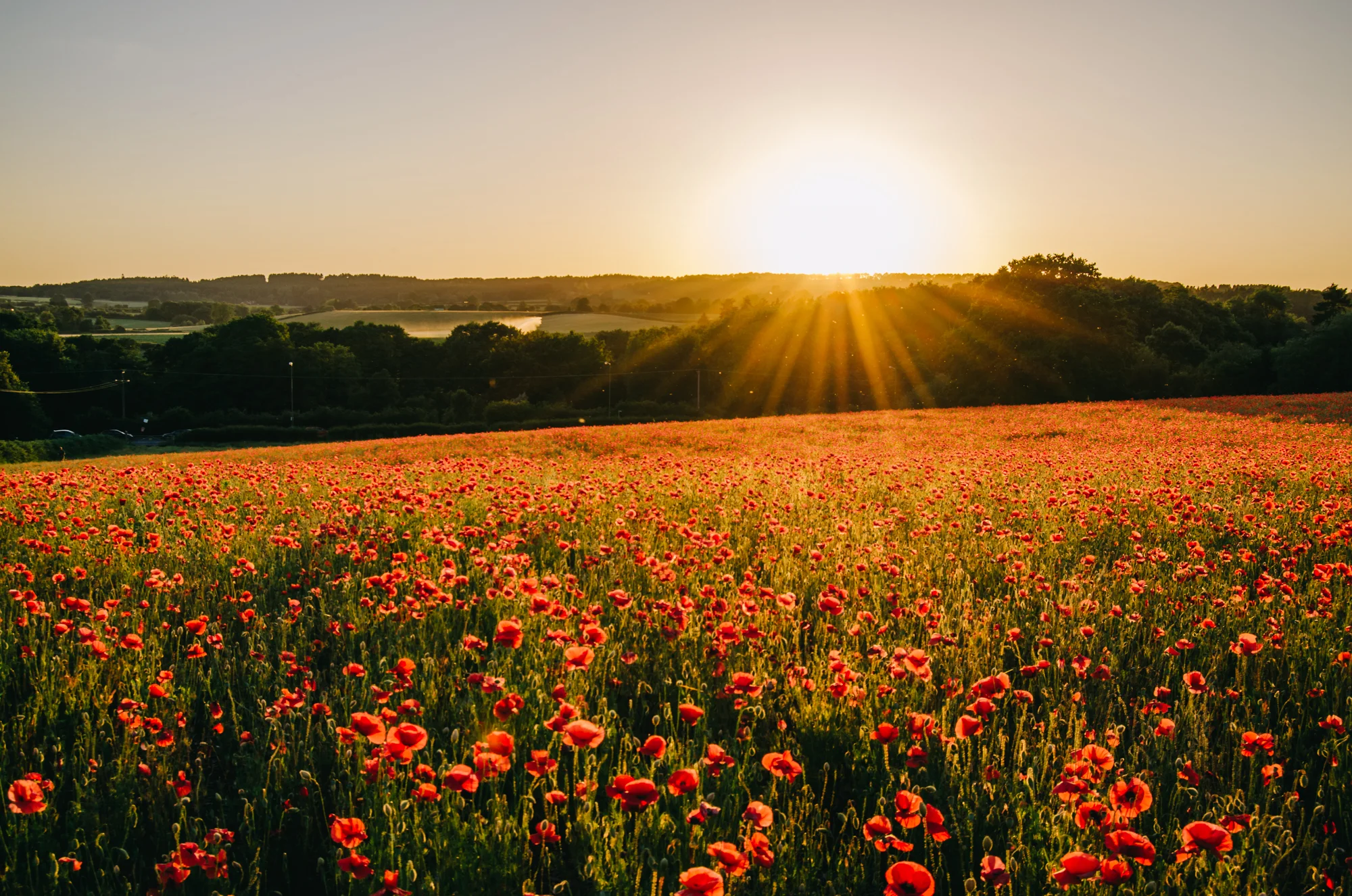 Whittington-Poppy-Field-20170617-0005-Hanny-Foxhall.jpg