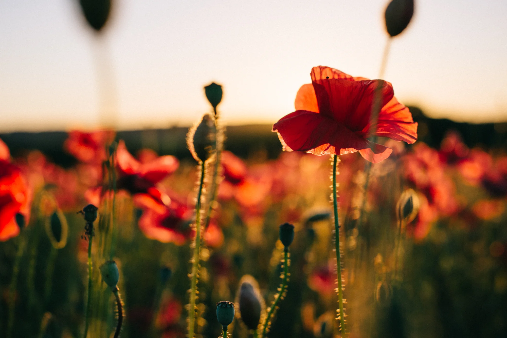 Whittington-Poppy-Field-20170617-0018-Hanny-Foxhall.jpg