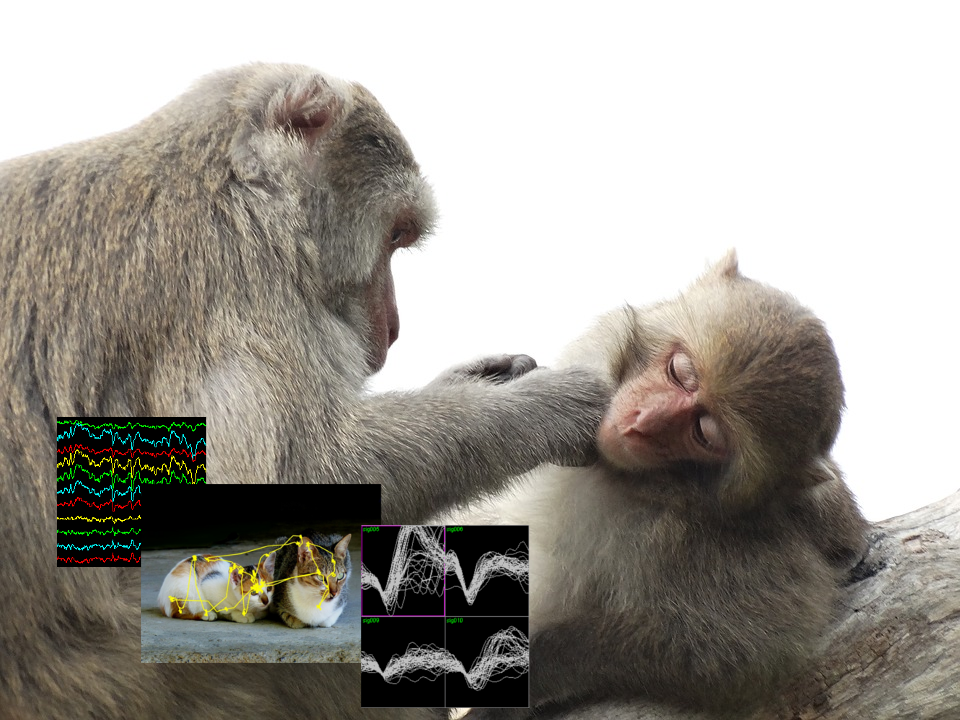 Neuronal mechanisms of memory in non-human primates using electrophysiology recordings and eye tracking