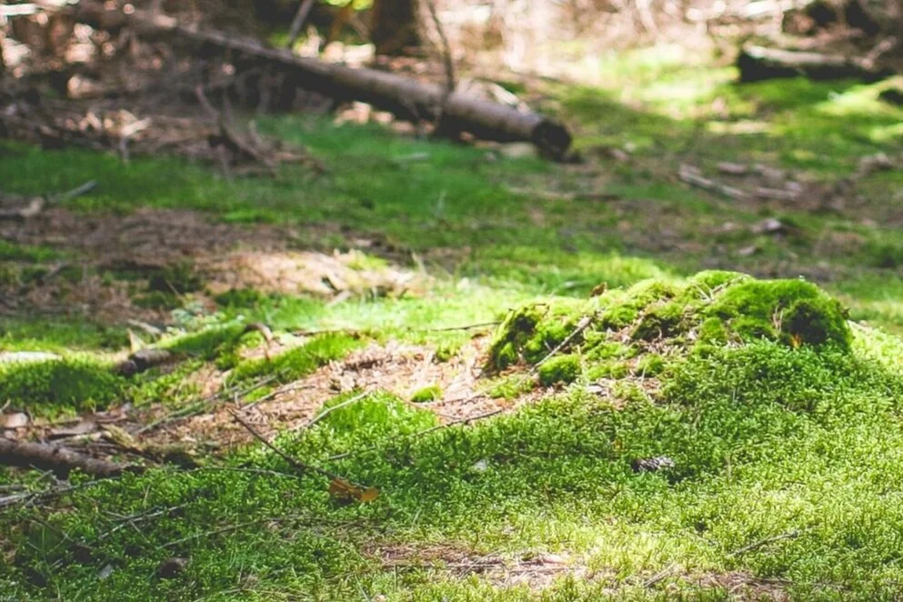 green-carpet-picjumbo-com.jpg