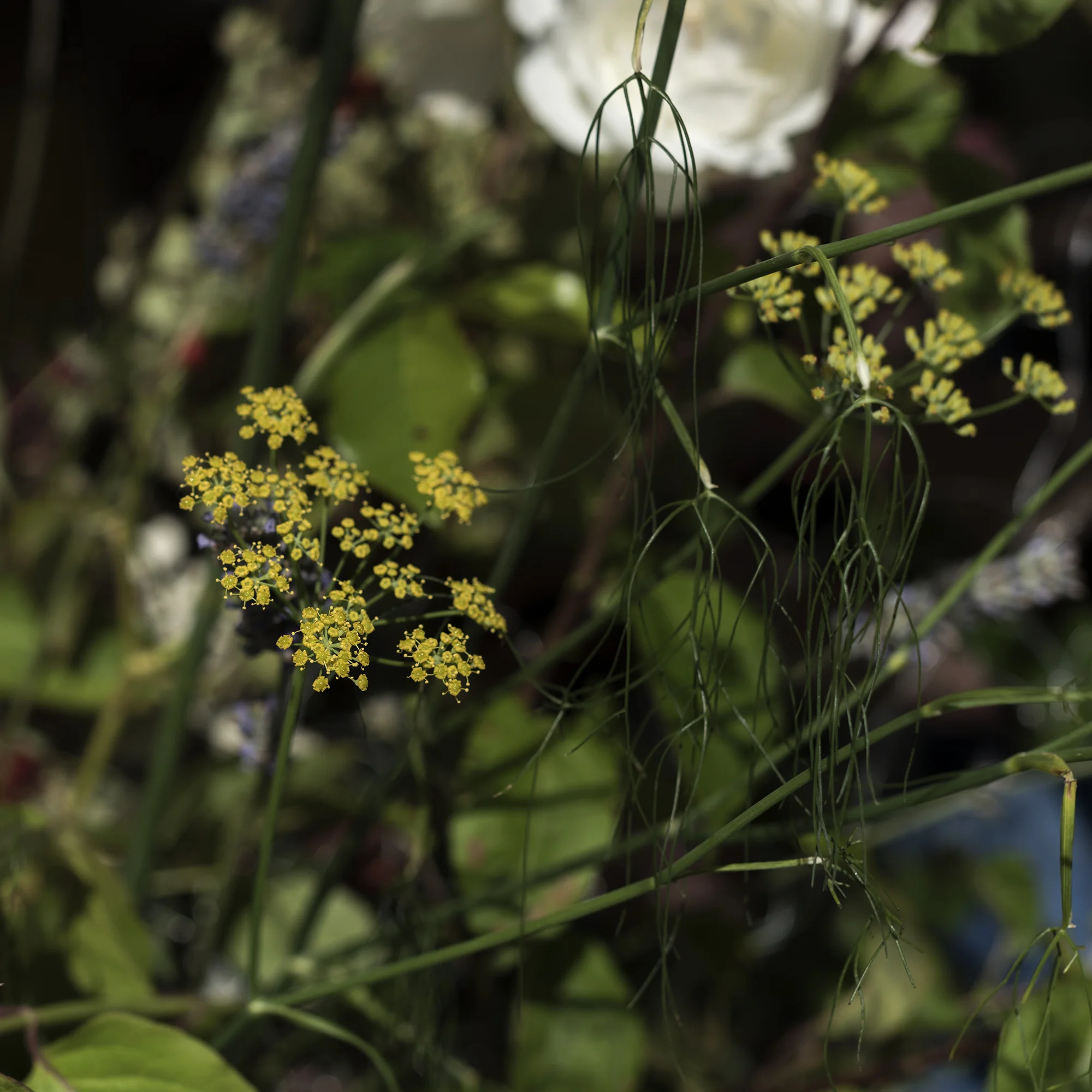 ‘Glasshouse’ detail. Saturday 7 September 2019