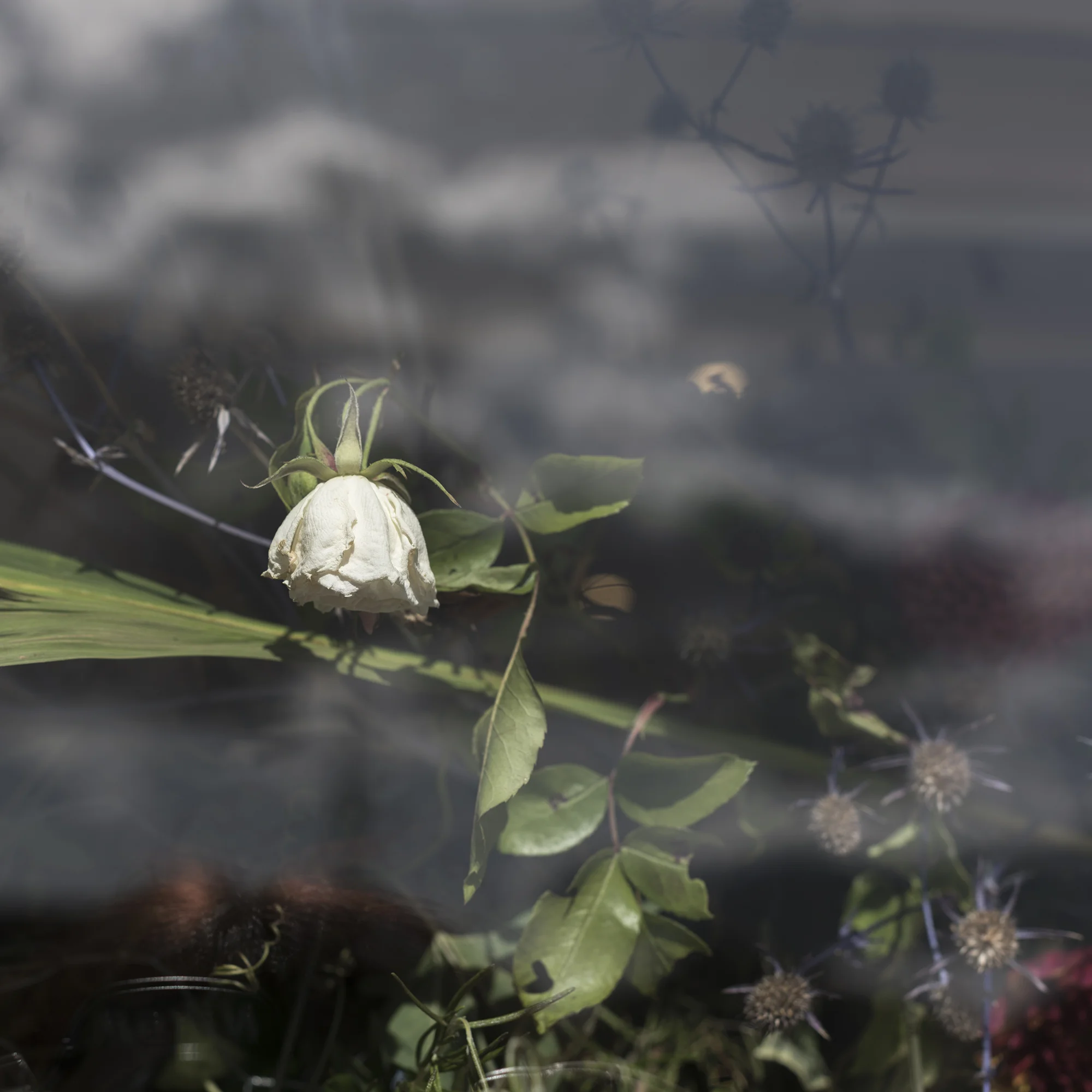 ‘Glasshouse’ detail. Saturday 7 September 2019