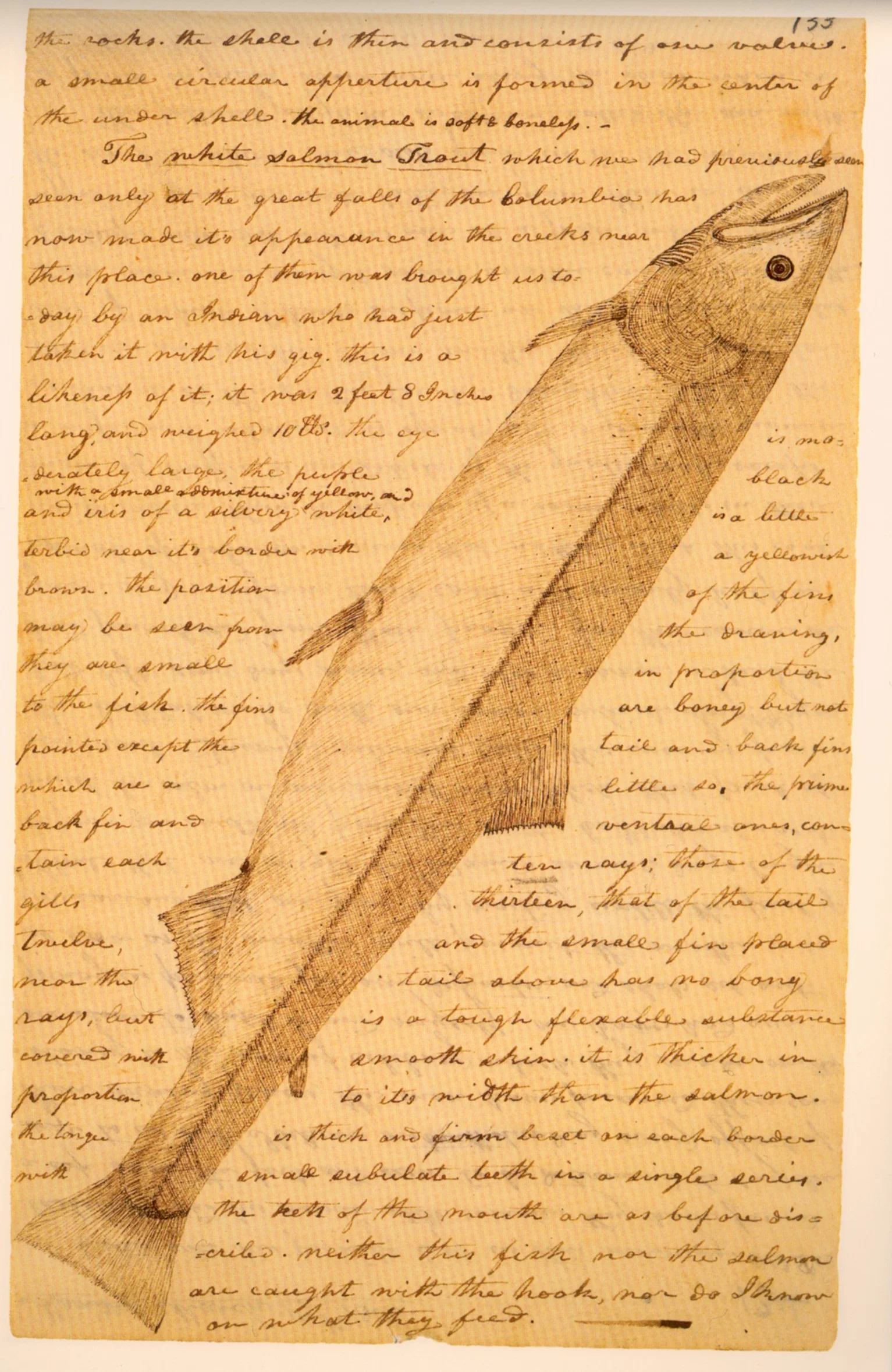 fish.jpg
