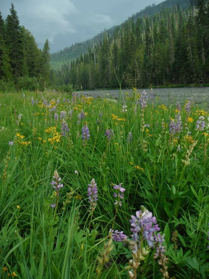 lochsa river.jpg