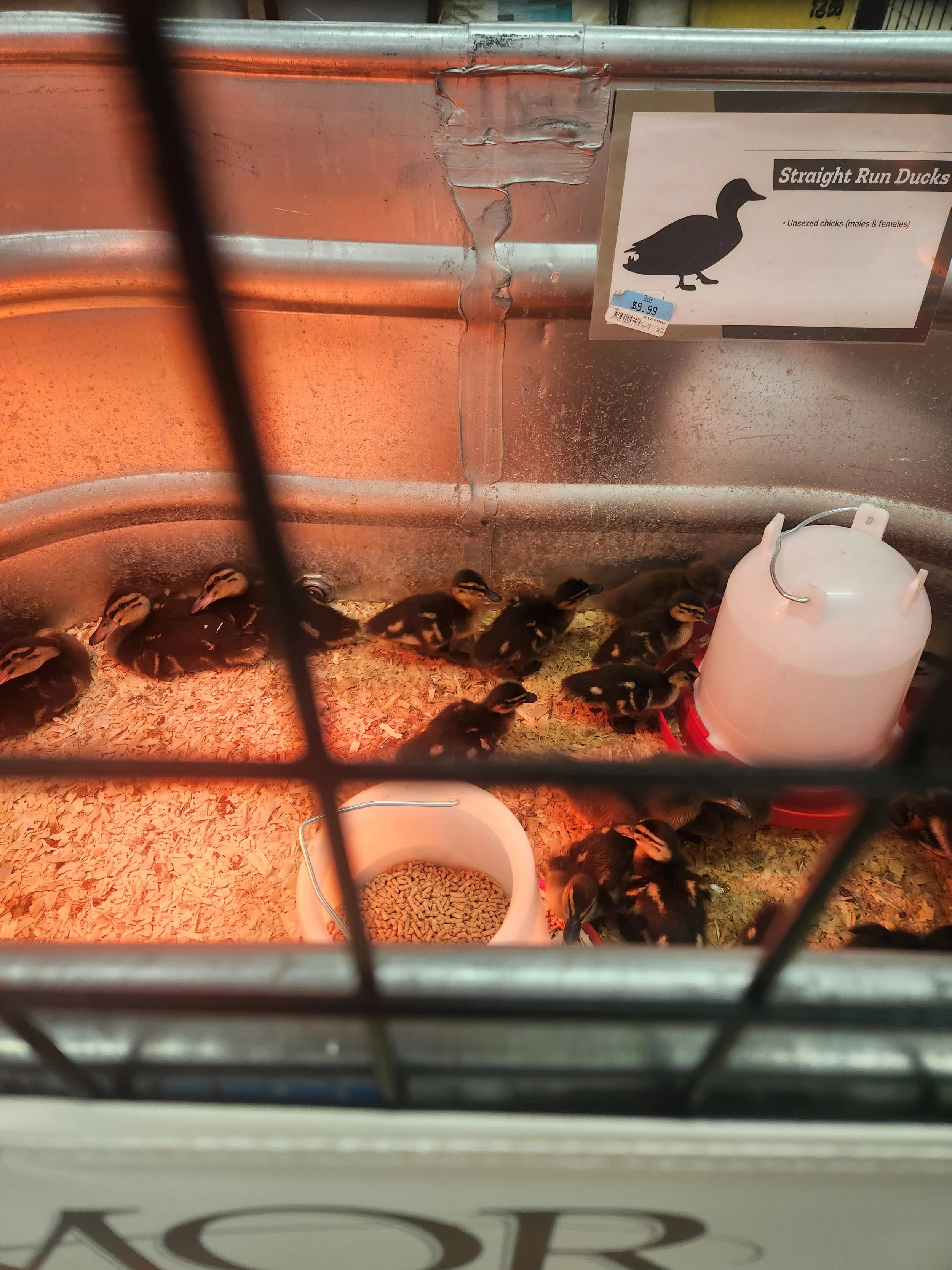  After the tournament, I went to the Tractor Supply store! They had live birds for sale!  