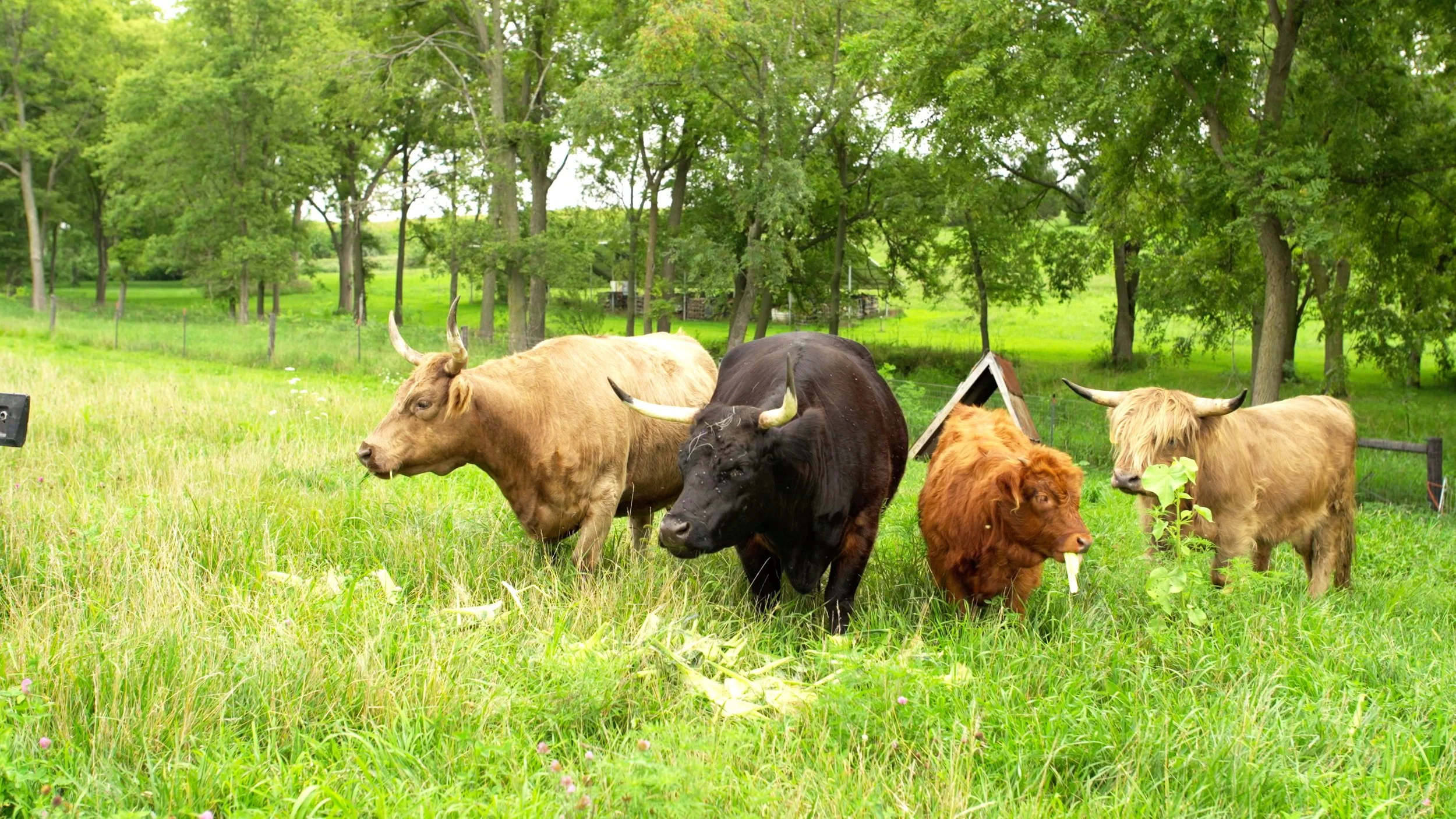 Four cows grazing in a grassy field with trees in the background