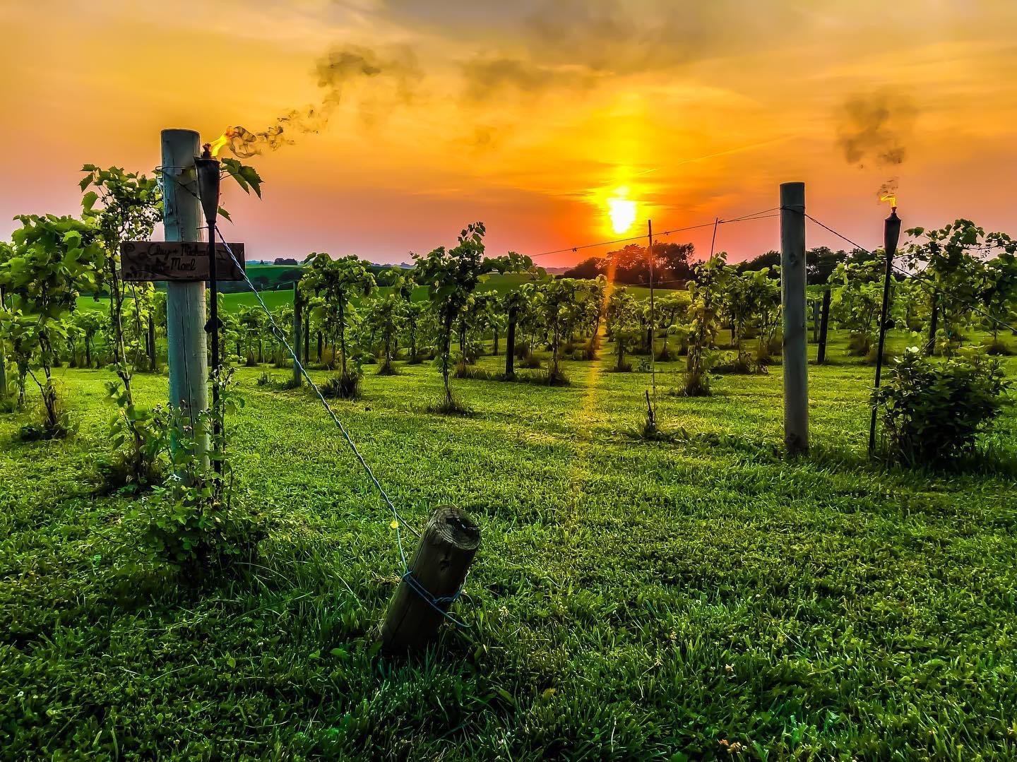 A Sunset with Torches in Vineyard (1).JPG