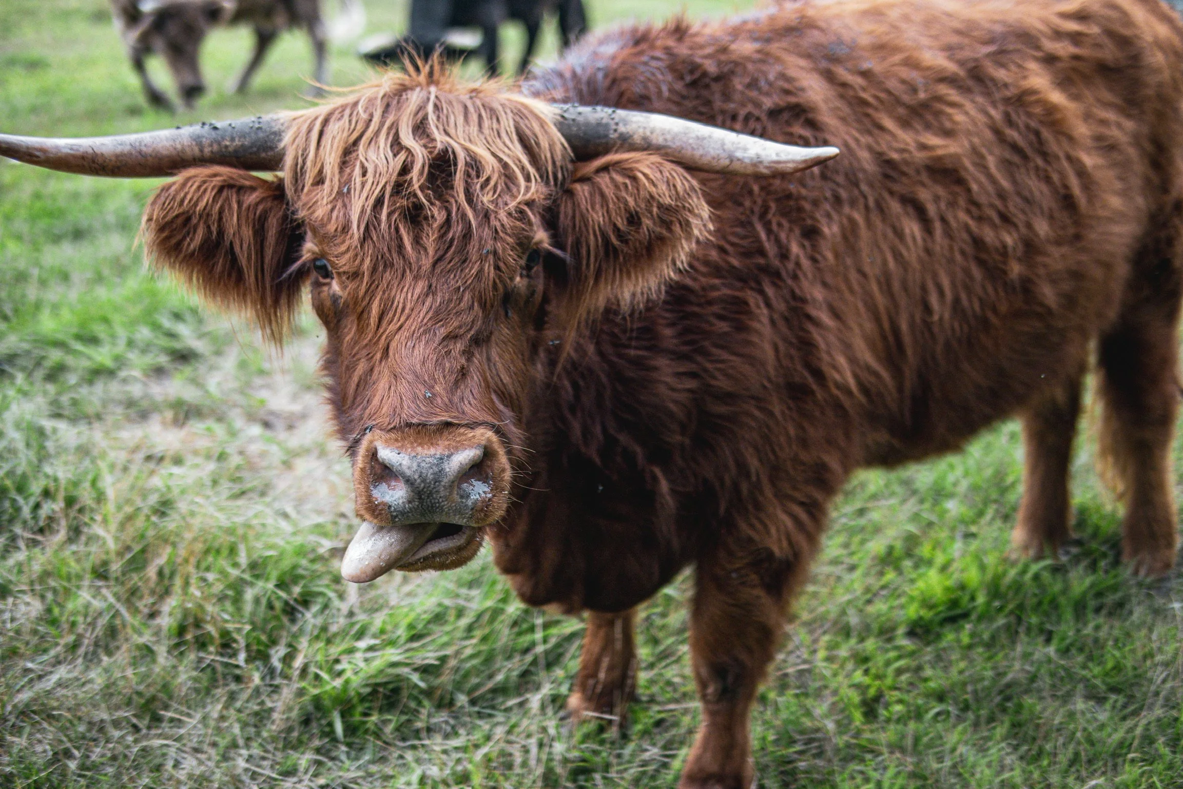 The Pasture