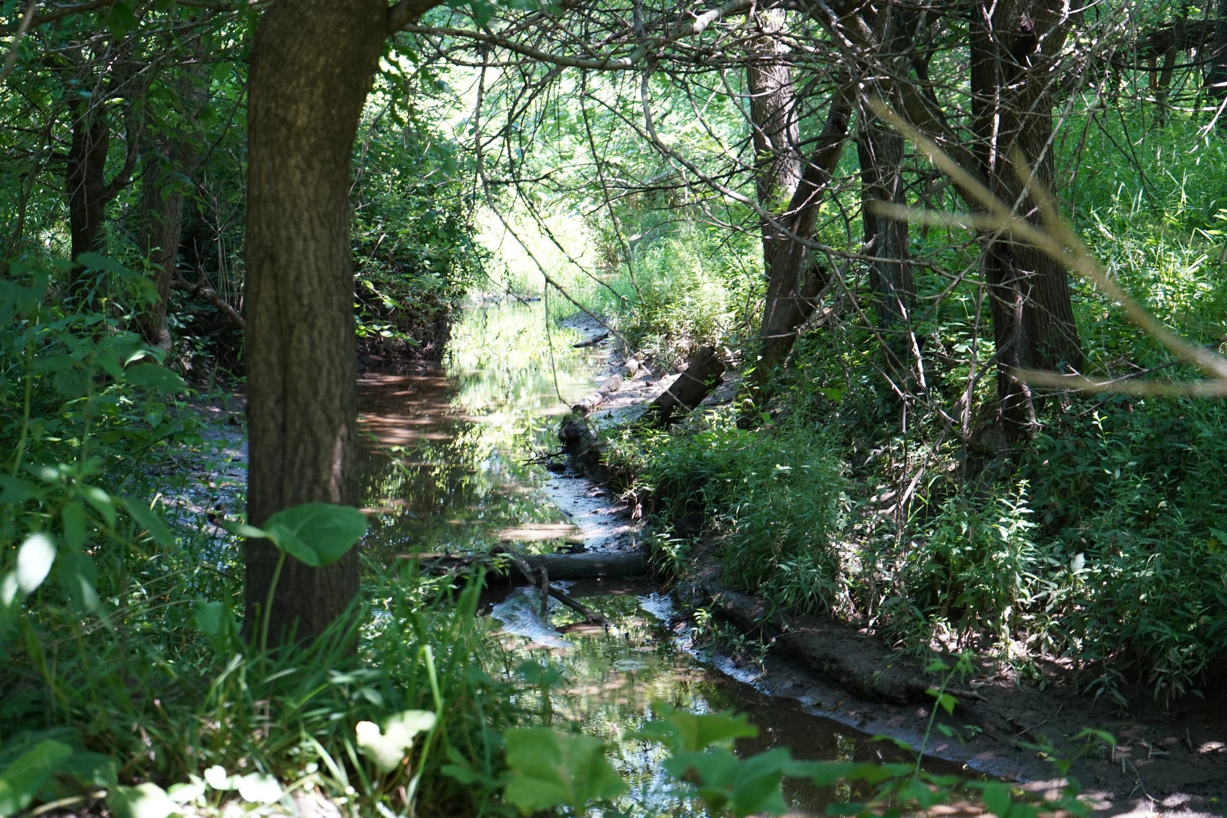 Old Lady Creek
