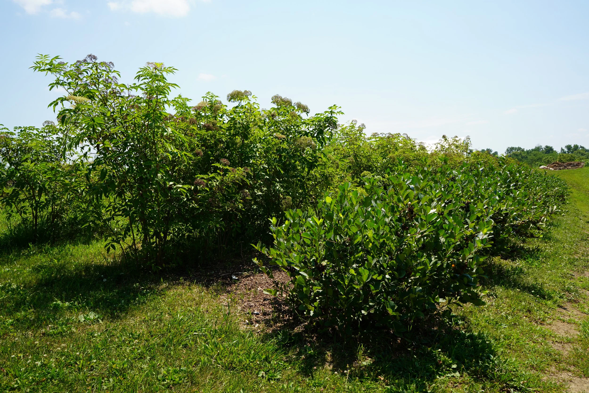 Are these the Bush Trees?
