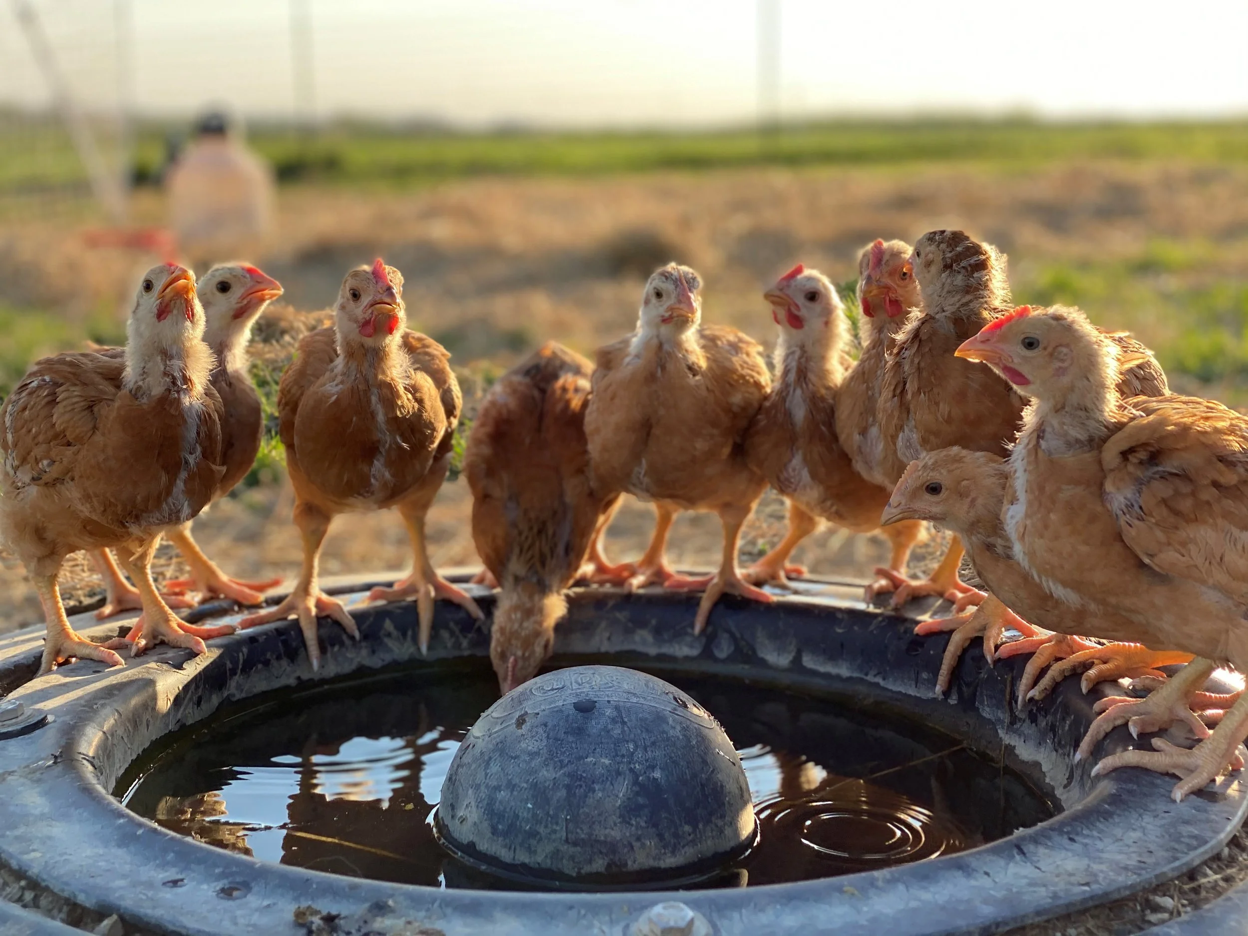 Walker Homestead Sunday Funday Chicks.jpg