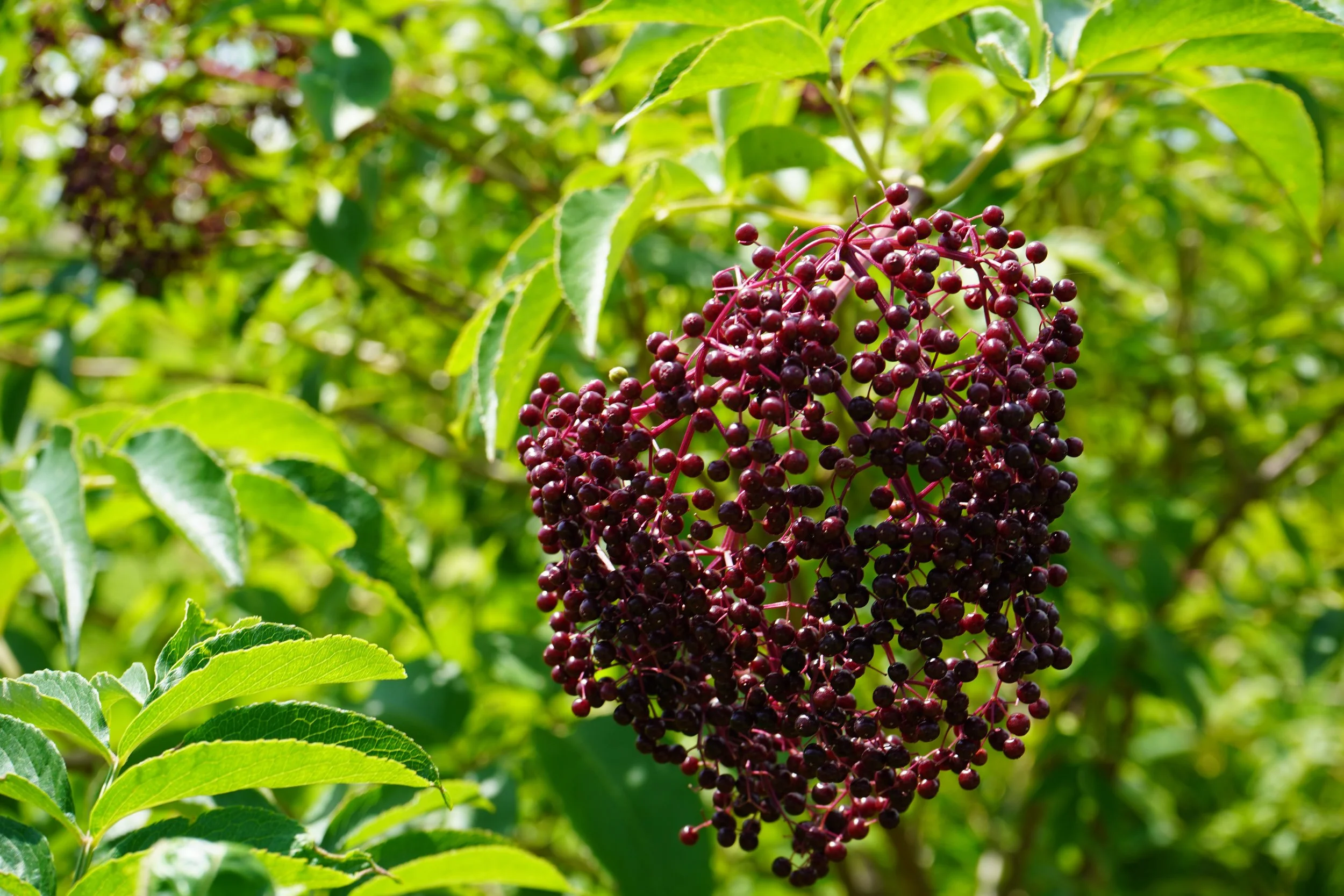 DSC05391.JPG