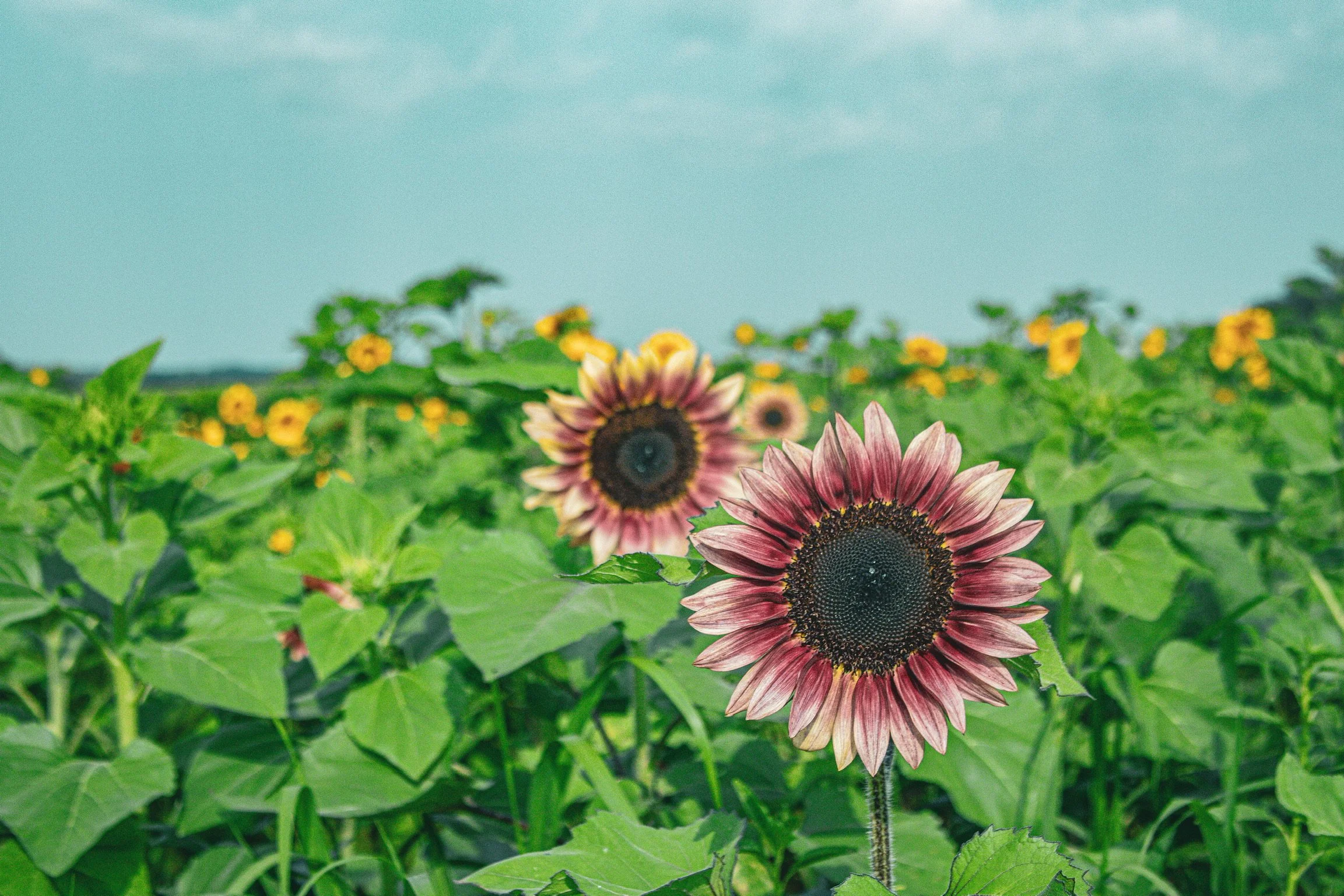Sunflower Field