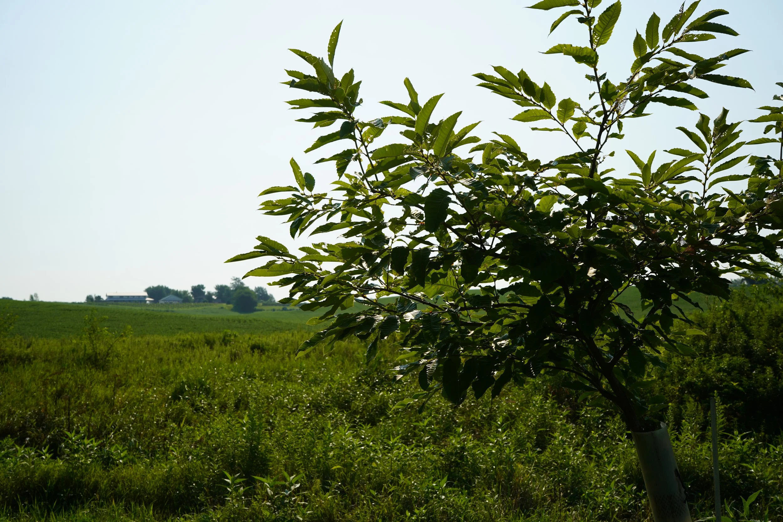 Chestnut Grove