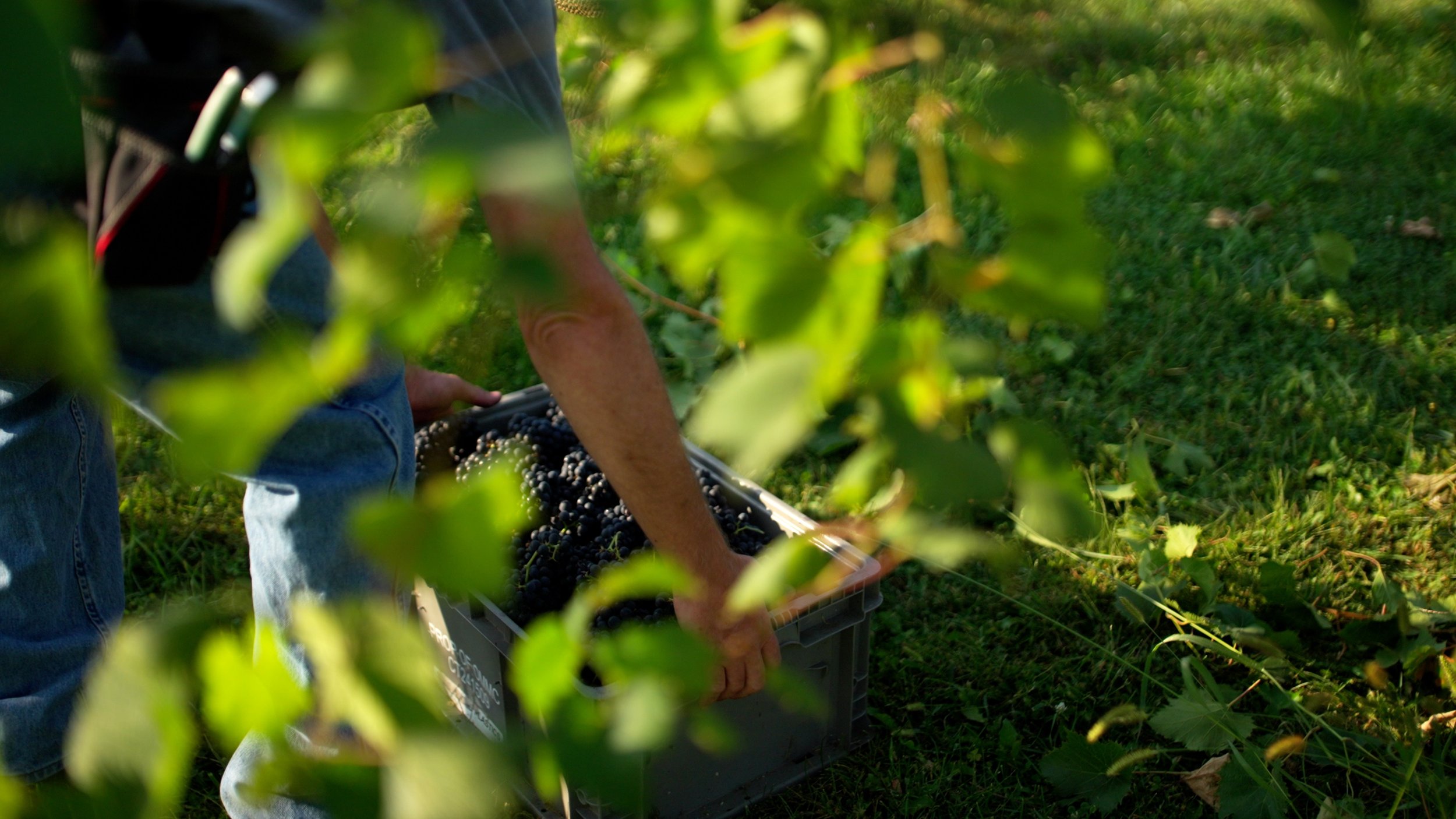 Person harvesting black grapes from a vine, placing them into a plastic crate outdoors during daylight.