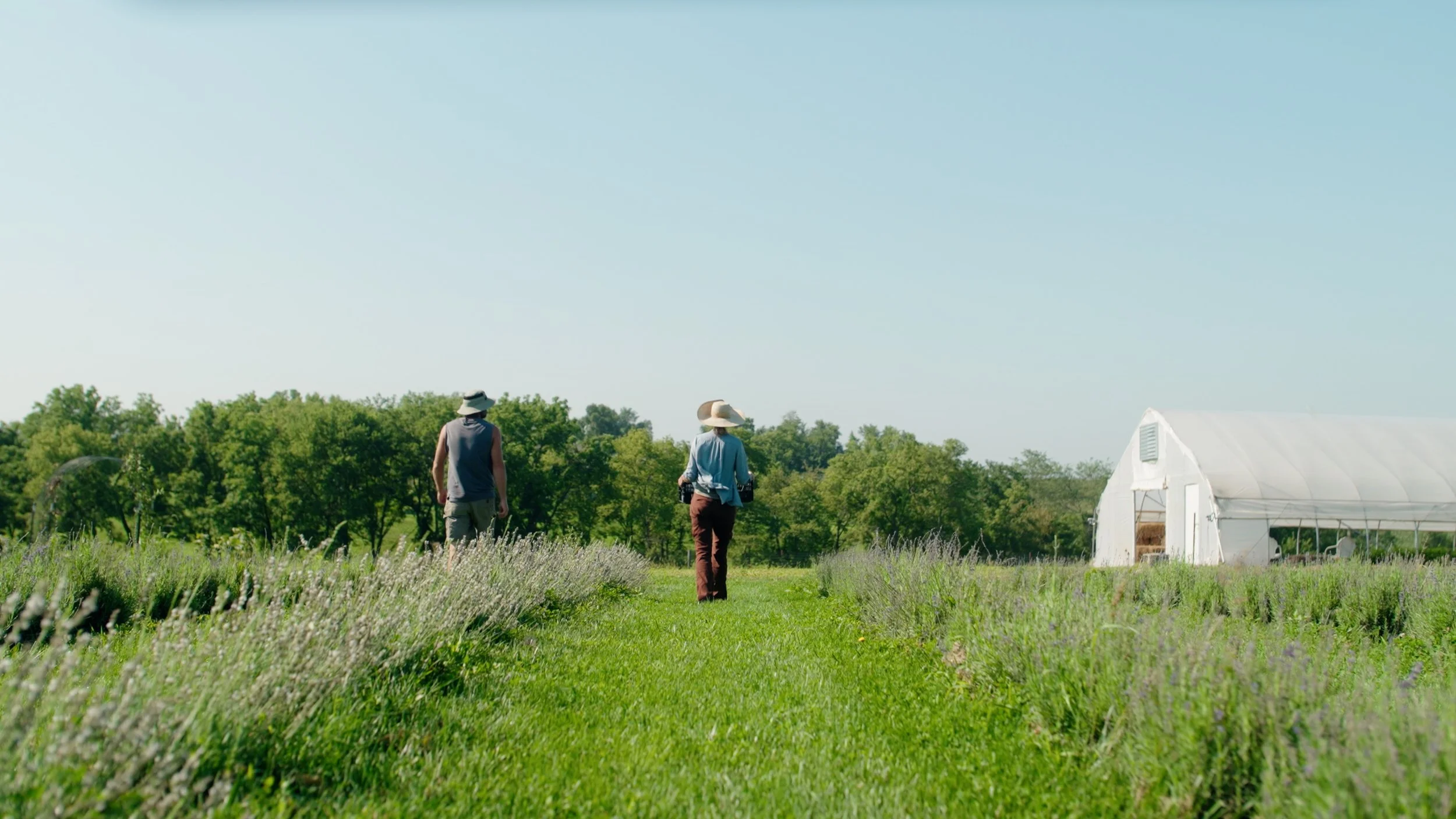 Two people walking through a lush green field with rows of lavender plants, near a white greenhouse under a clear blue sky.