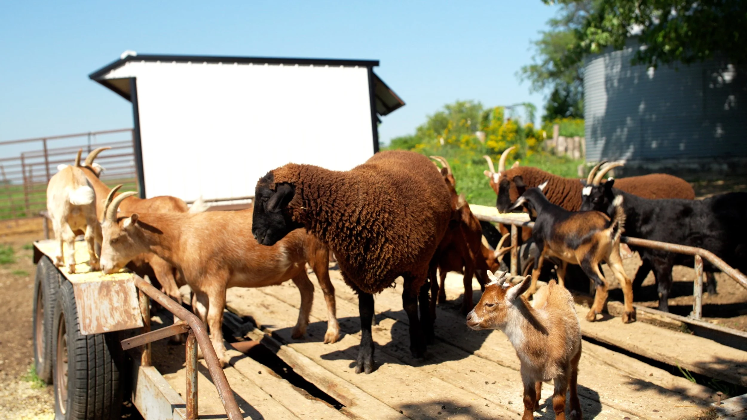 Goats and sheep on a farm trailer in a sunny outdoor setting with greenery and a blue sky.