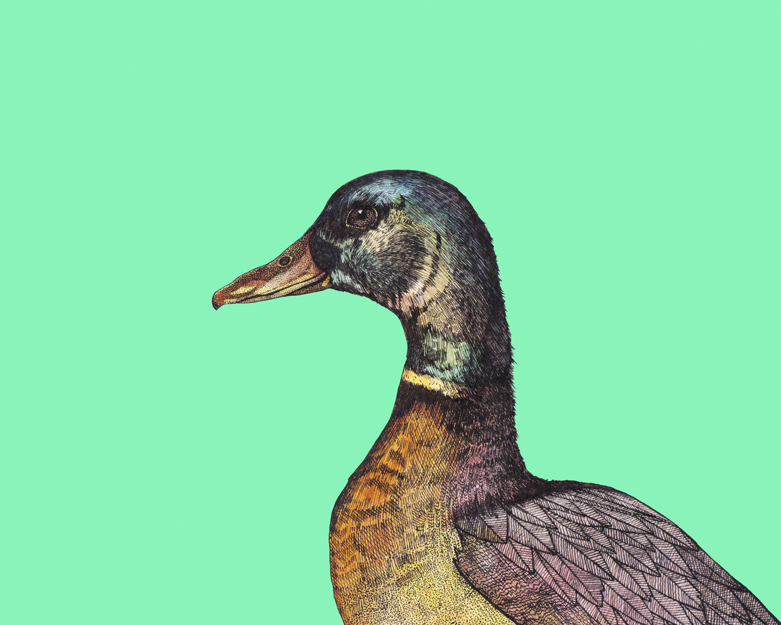 duck 8x10.jpg