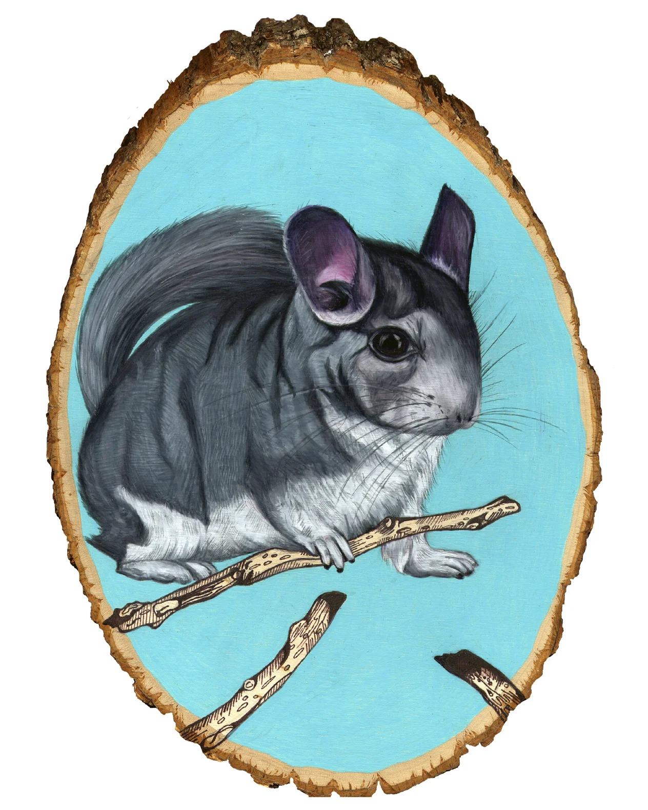 chinchilla 8x10.jpg