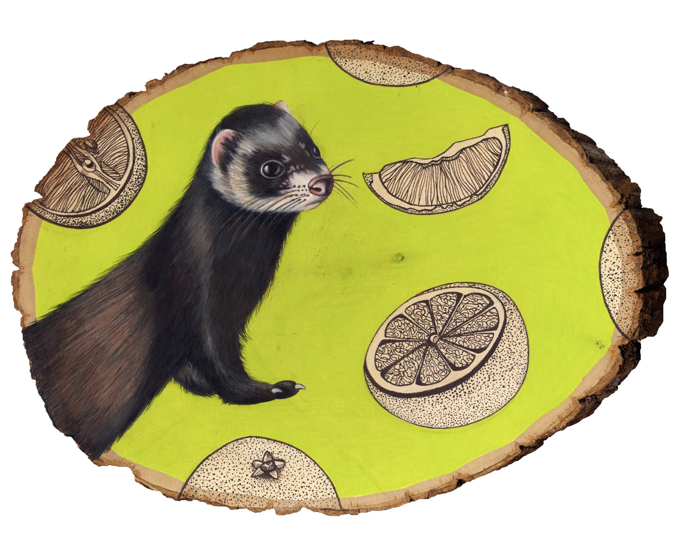 ferret kodak 8x10.jpg