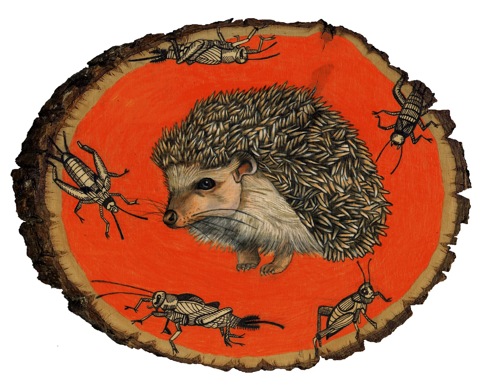 hedgehog 8x10.jpg