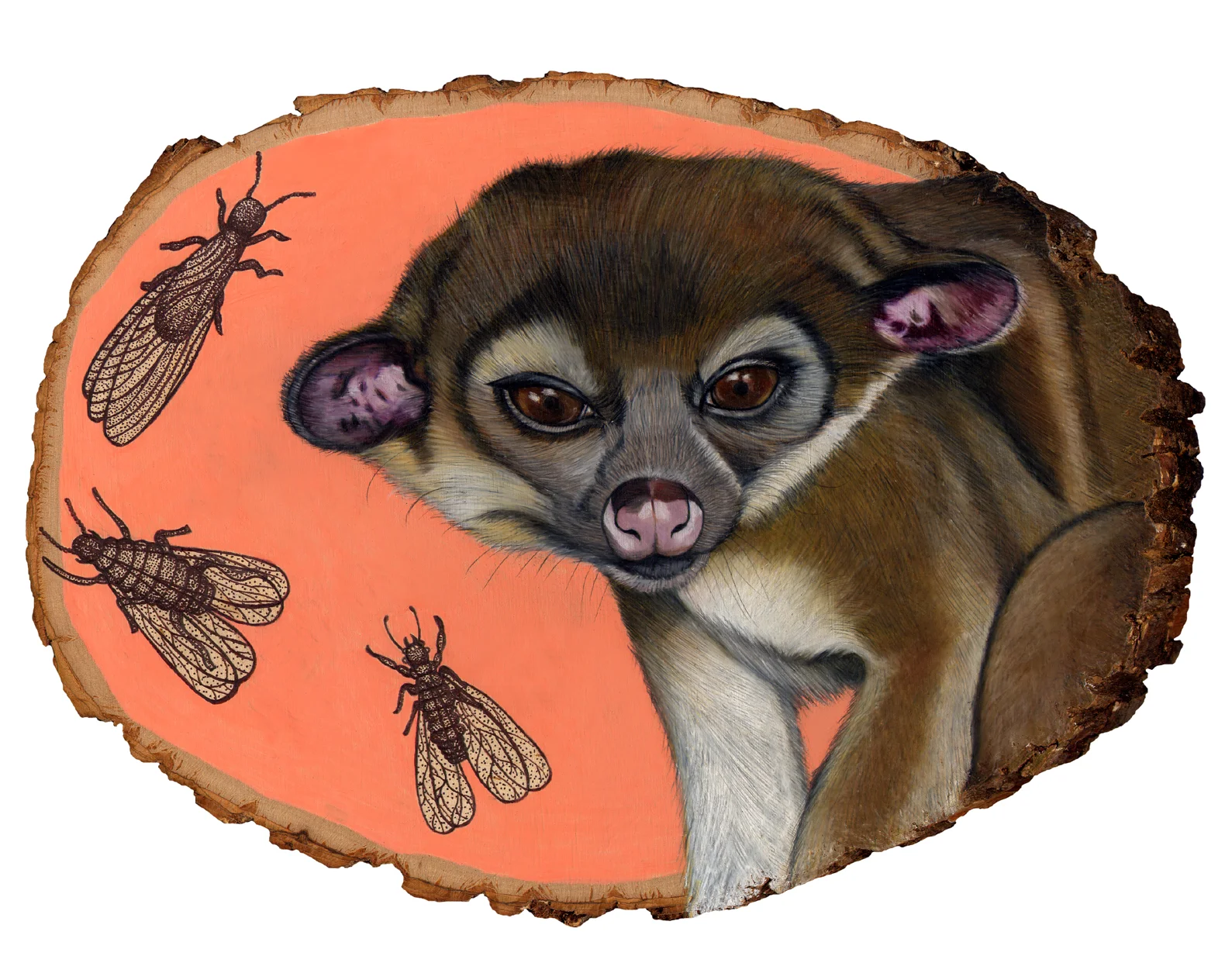 kinkajou 8x10.jpg