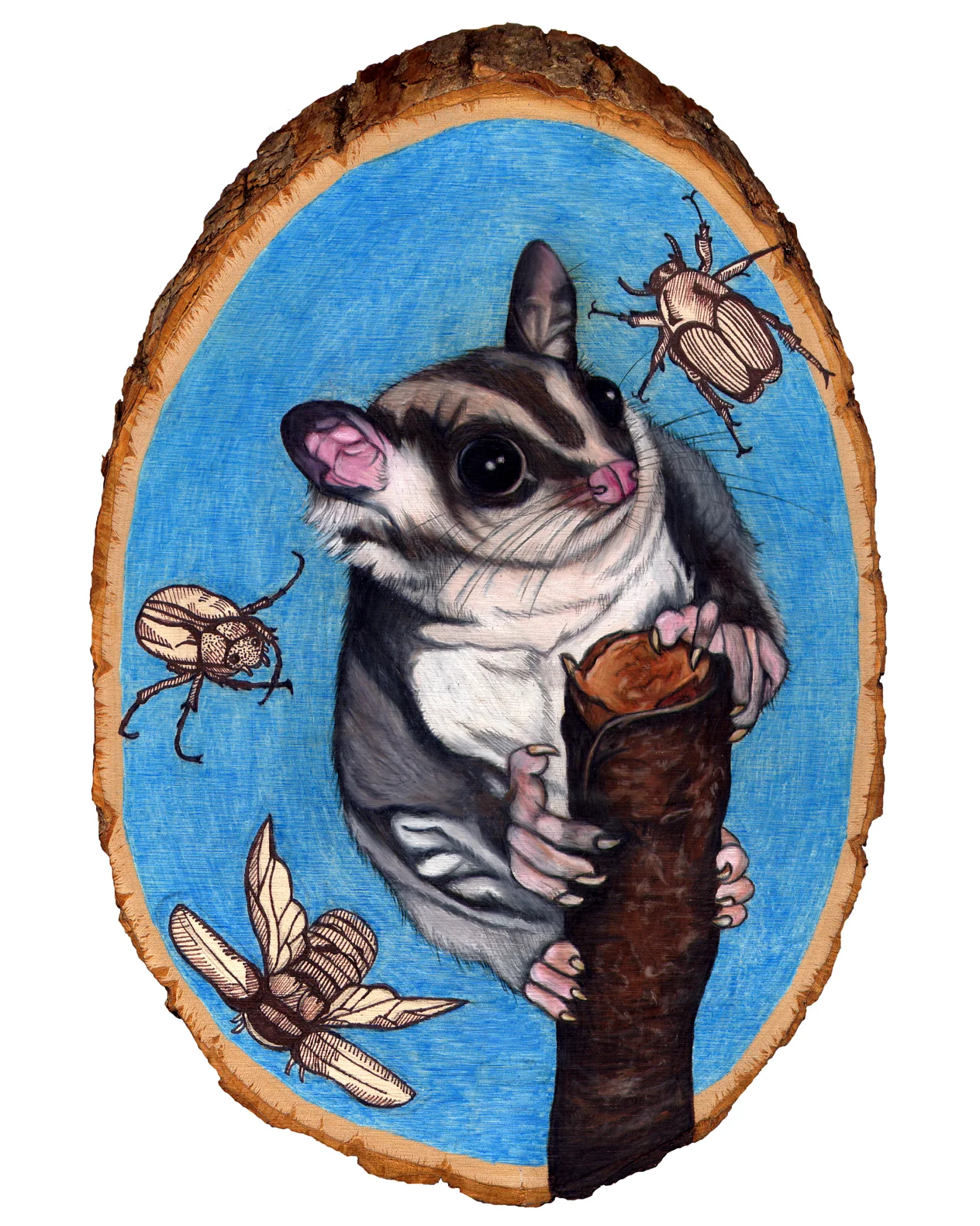 sugar glider 8x10.jpg