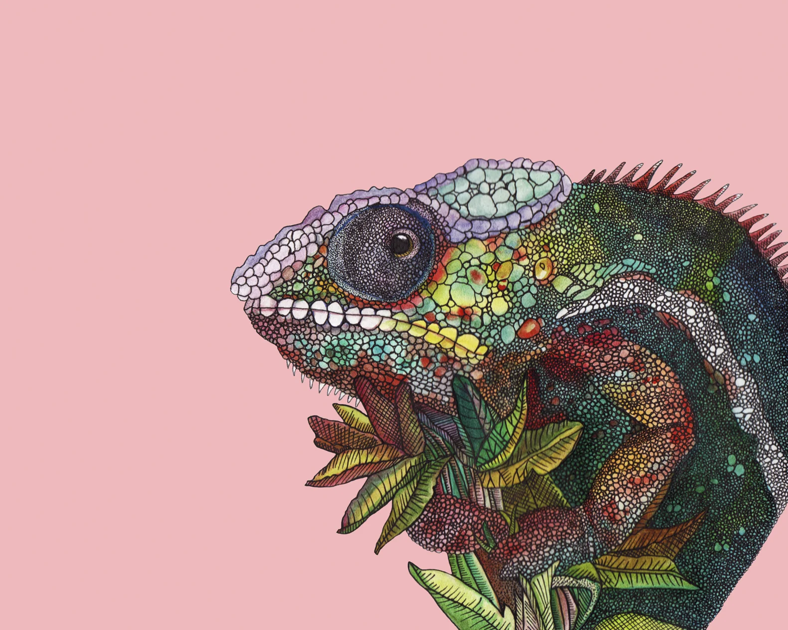 chameleon8x10.jpg