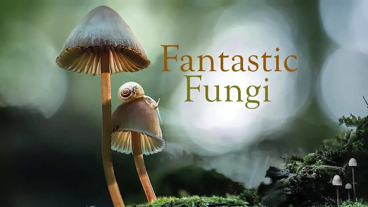 FANTASTIC FUNGI 