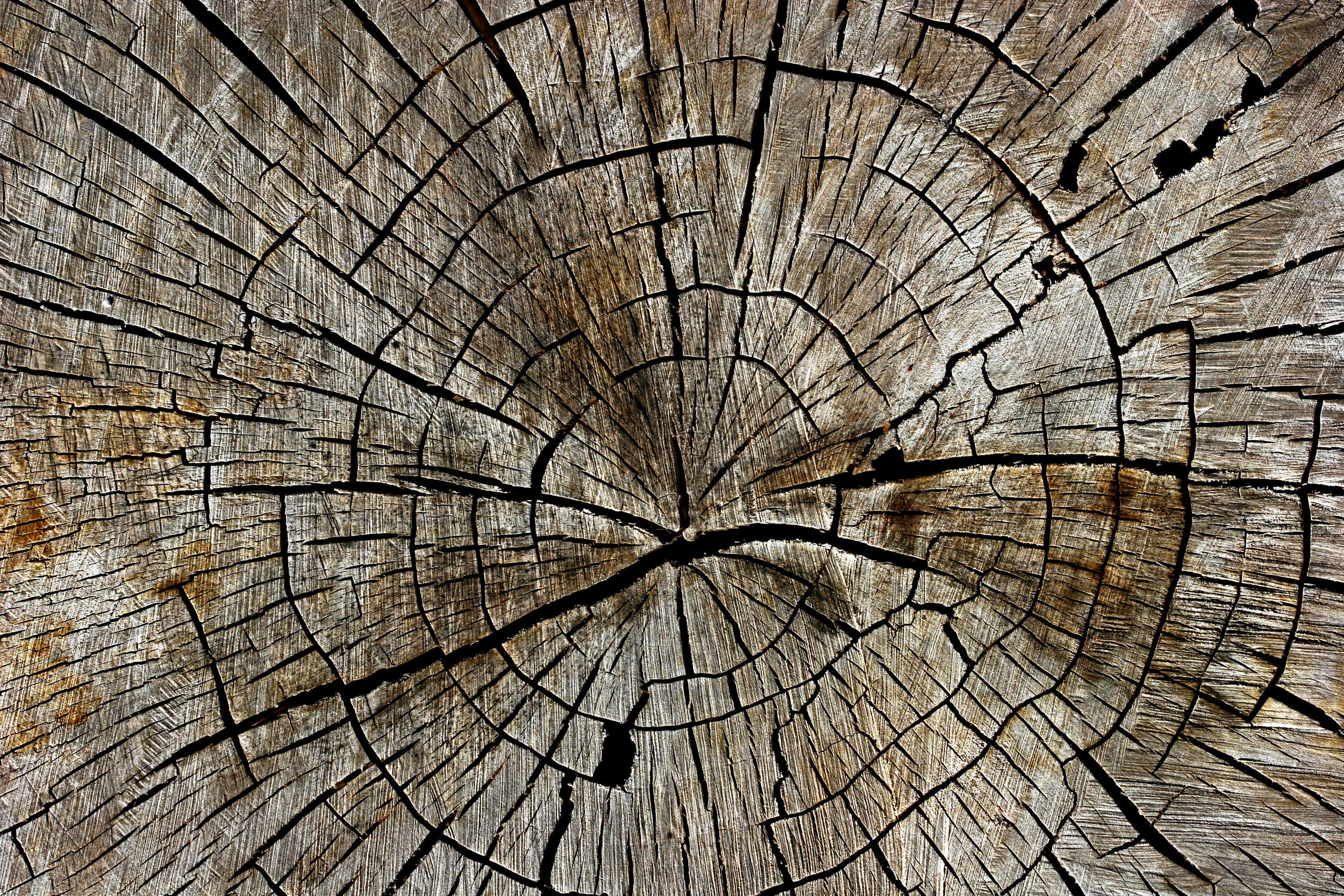 tree_PNG5532.jpg