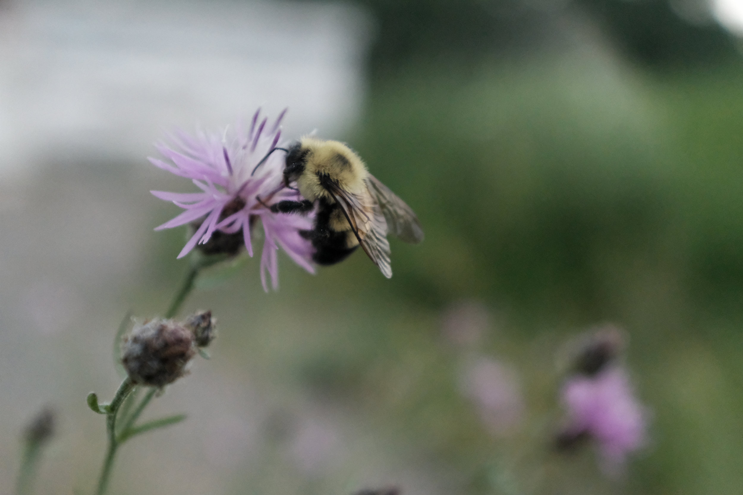 Bee happy