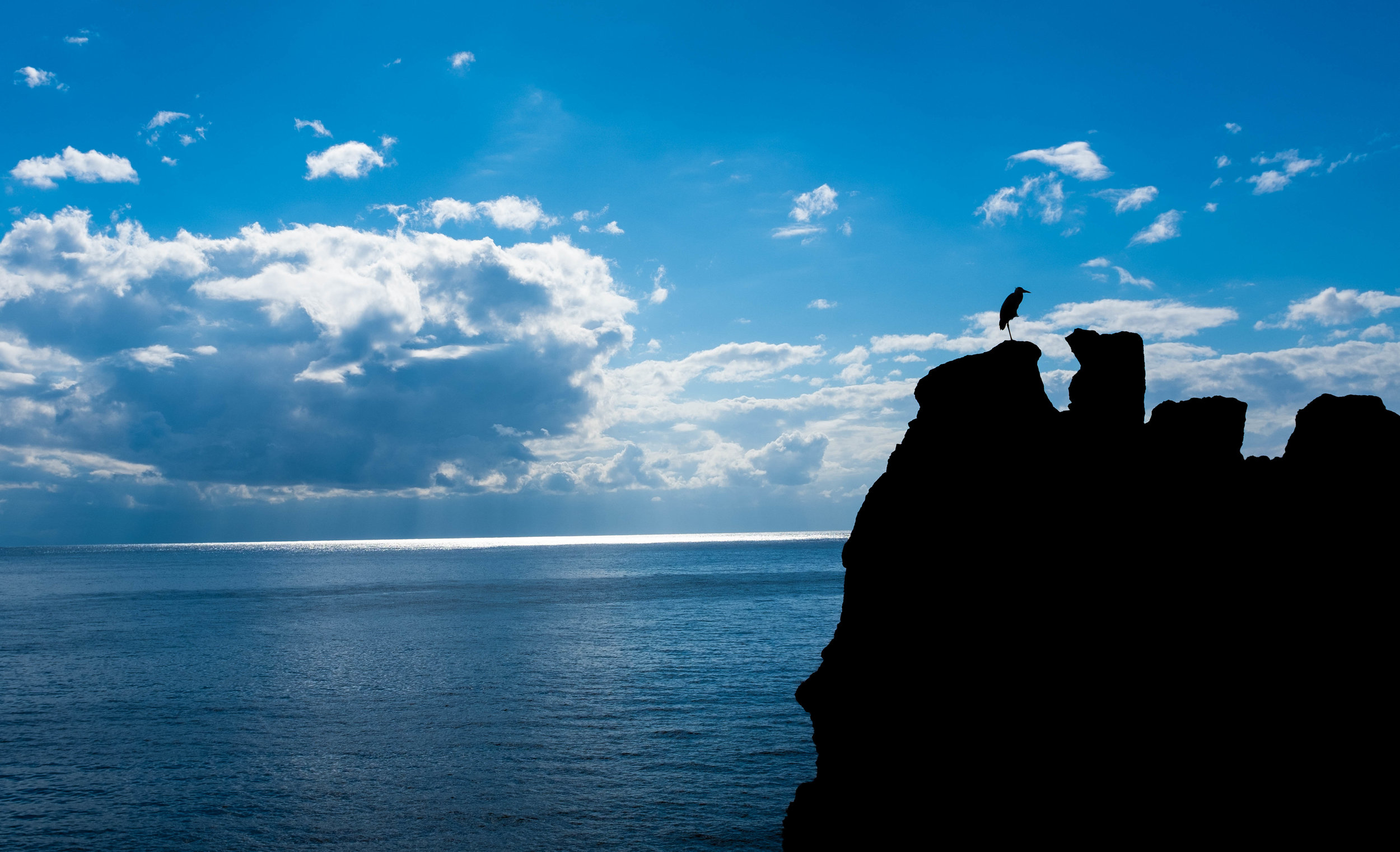 Crane on a rock