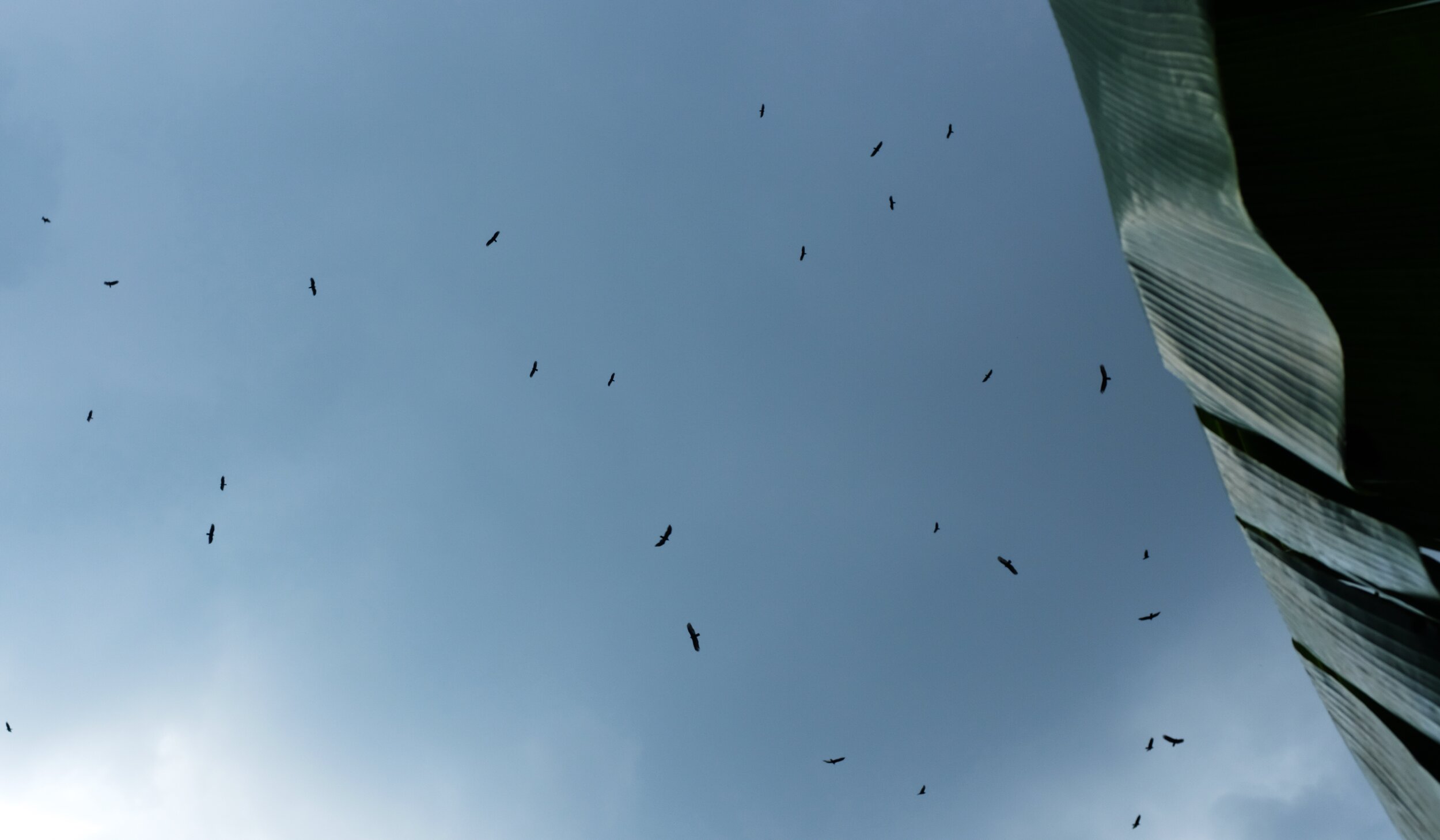 The birds of Cuba