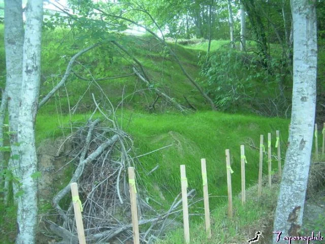 A close look at the restoration area provides insight into the contribution of sub-habitats (or micro habitats) to biodiversity. Safe Harbor integrates micro habitat concepts in our restoration work. Mediation meetings took longer than it did for this area to revegetate. We believe the resource area stewardship should never be left behind in conflict mediation work.