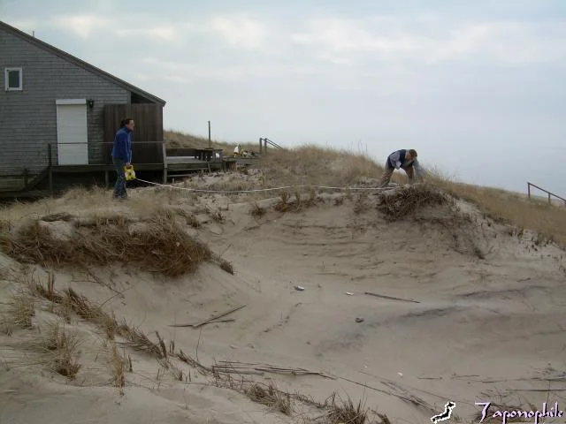 The blow out was growing several feet each week. At the end of February, we measured the opening in the dune at 55 feet wide, 12-20 feet deep and 80 feet from toe of dune at the beach, to back dune. The foundation posts for the nearest home (not visible here) were 12 feet away. The home belonged to an absentee owner.