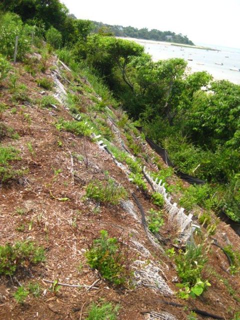 Terracing may not be suitable on these extremely steep slopes