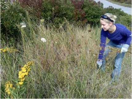 Safe Harbor Intern Vida, removing Queen Ann's Lacebefore it goes to seed. This invasive plant was originally brought to this country as a wild carrot.