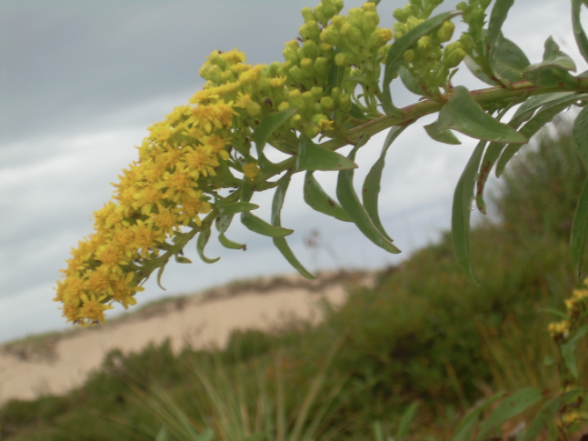 Example of Native Golden Rod, flowering