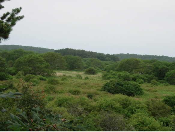  A brush meadow in the diked river's flood plain. Upland vegetation has intruded into salt marsh habitat. 