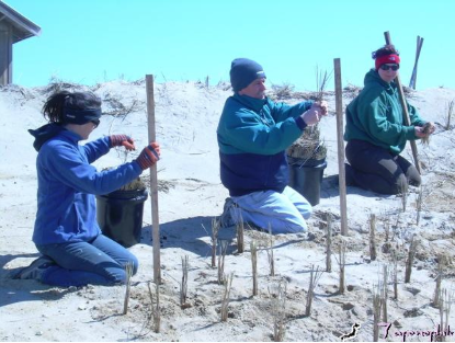  TALILLA SCHUSTER, DENNIS MINSKY AND RACHAEL SEVANICH PLANT DUNE GRASS IN GROUPS OF THREE CULMS (STEMS) ON ONE FOOT CENTERS, ON THE FACE OF THIS RESTORED DUNE, IN MARCH. 