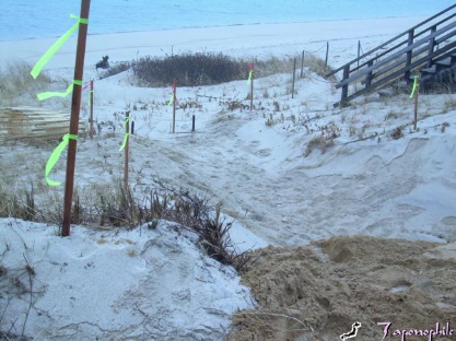  CAREFUL PLANNING, A SUPPORTIVE TRURO CONSERVATION AGENT (PAT PAJARON), EXPERIENCED SITE MANAGEMENT (SAFE HARBOR'S RACHAEL SEVANICH) AND WORKING WITH EQUIPMENT OPERATORS WHO RESPECTFULLY LISTEN (IN THIS CASE E-Z-DOZE IT OF WELLFLEET) ARE CRITICAL COM