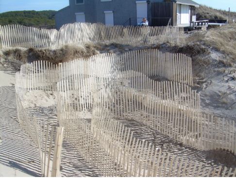  Beginning to put a damaged coastal dune back together. Utilizing the same wind that nearly destroyed this dune, these open ended, semi-concentric fences allow wind and sand to enter the blow out area. This fencing slowed down wind. Sand dropped out 