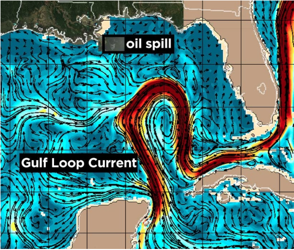 An earlier image, note the counter clockwise eddy at the head of the loop current. This eddy can pick up oil.