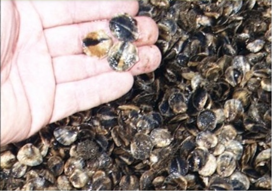 Image courtesy of Martha's Vineyard Shellfish Group